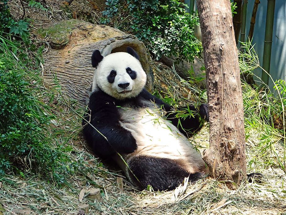 black and white Panda, endangered, rare, protected, bamboo HD wallpaper