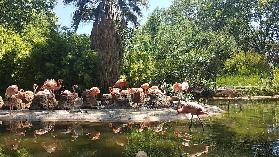 Flamingo, Zoo, Water, Reflection, Nature, outdoors, animal HD wallpaper