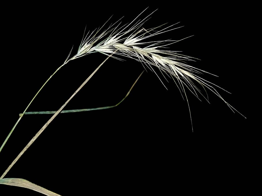 wild, rye, canadian, grass, native, grain, black background HD wallpaper