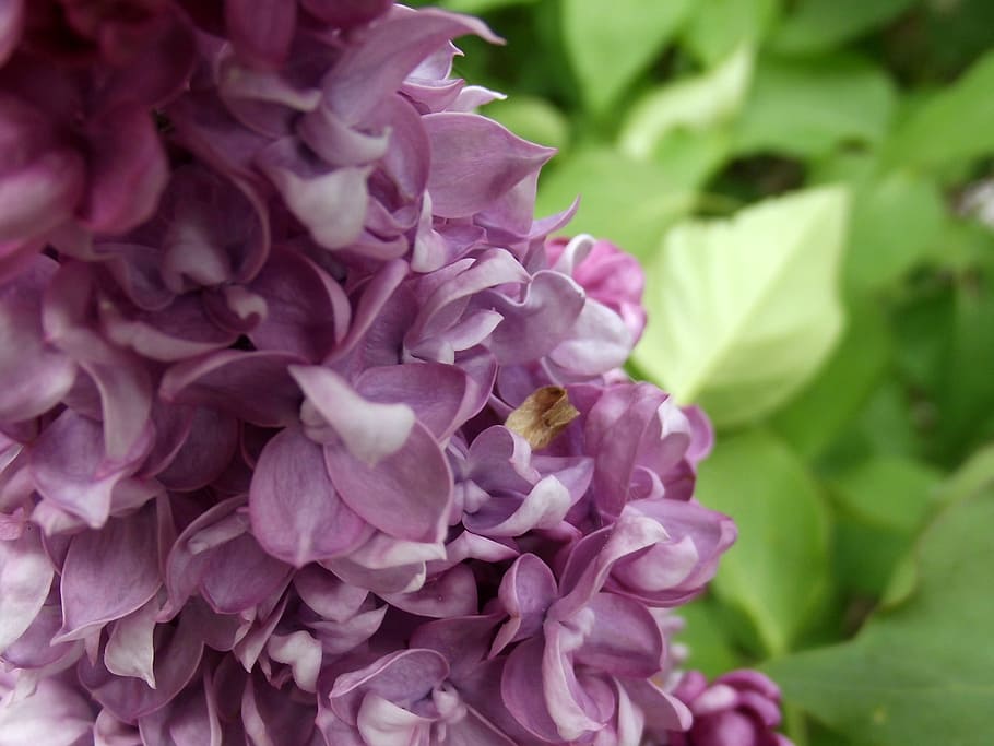 Lilac, Flower, without, peony, nature, purple, plant, petal HD wallpaper