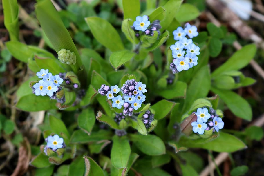 nature, leaf, flower, plant, garden, forget me not, spring HD wallpaper