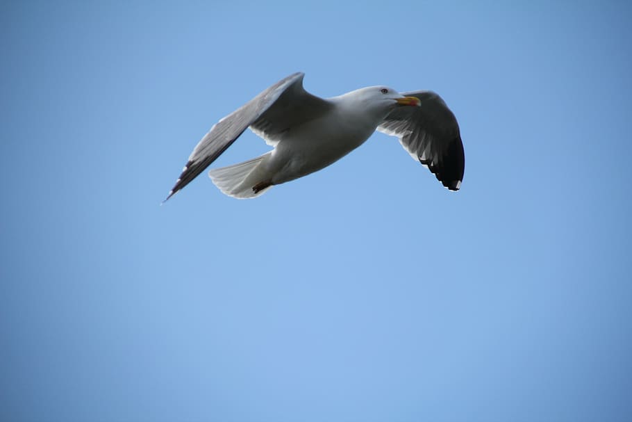 sky, seagull, bird, fly, feathers, animals in the wild, animal wildlife HD wallpaper
