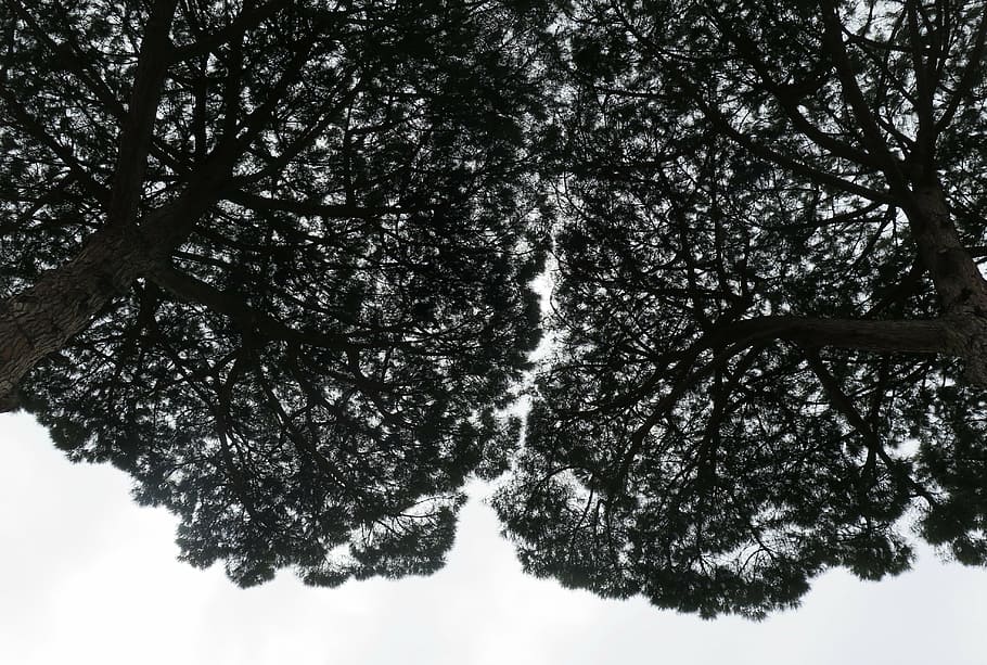 trees, treetops, wood, plant, growth, nature, beauty in nature HD wallpaper