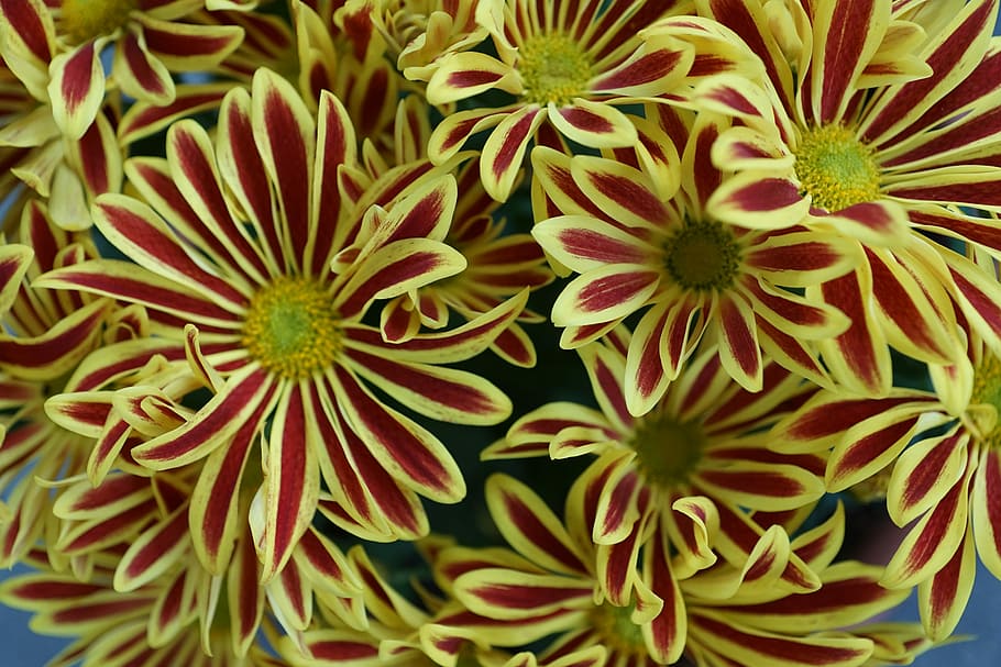 Chrysanthemum, Flower, Yellow, Nature, colorful, red, stripes, HD wallpaper