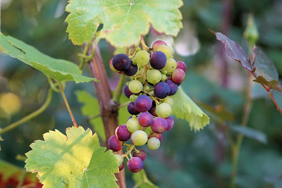 closeup photo of grape fruits, wine, winegrowing, vines, nature