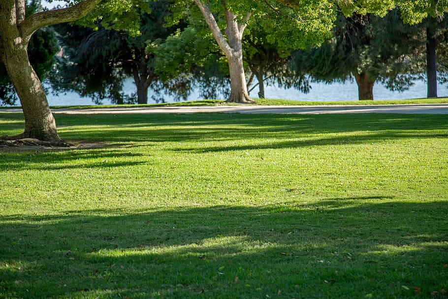 Earth, Tree, Grass, Lake, Nature, Green, natural, forest, golf HD wallpaper