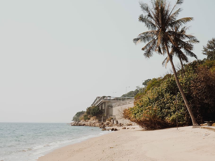 seashore, coconut tree near shore, palm tree, ocean, sand, beach HD wallpaper