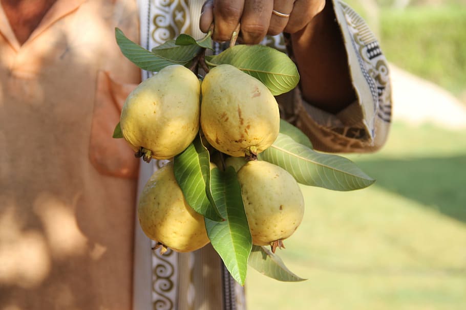 guava, fruit, fruit growing, irrigation, canindé, food, nature, HD wallpaper