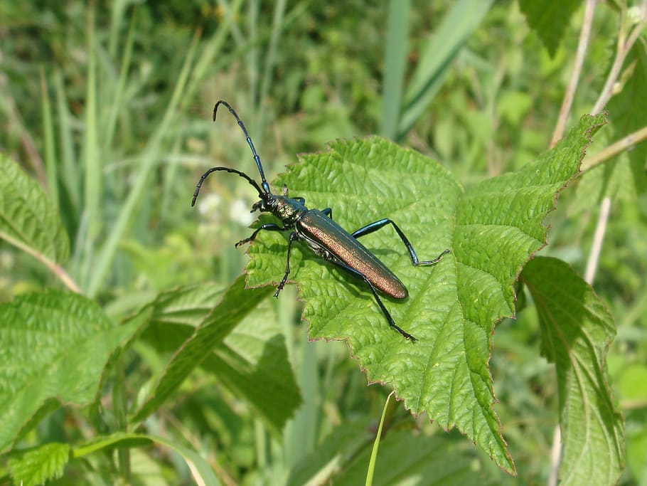 nature, insect, leaf, plant, animals, wonnica piżmówka, antennae HD wallpaper