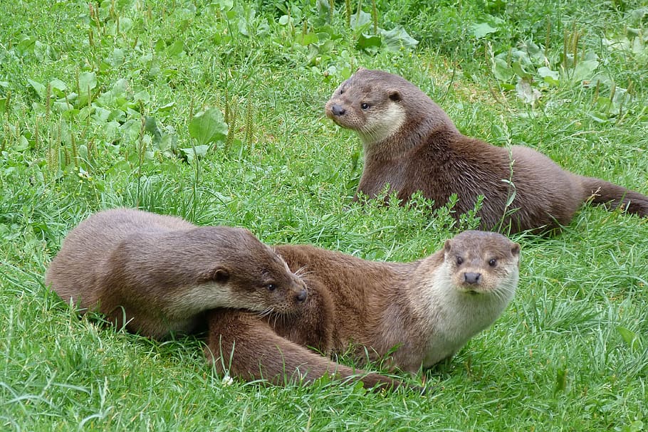 otters, british, wildlife, centre, playful, group of animals, HD wallpaper