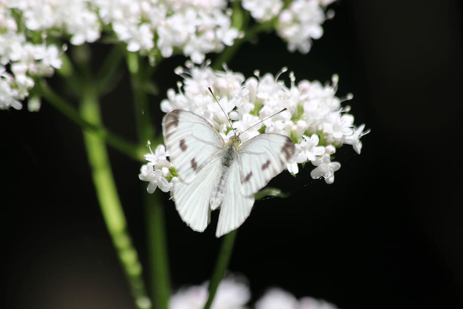 dark, black, flower, white, petal, butterfly, insect, outdoor HD wallpaper