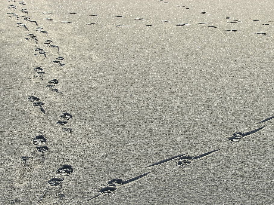 Snow, Tracks, Winter, Cold, Frost, White, no people, water HD wallpaper