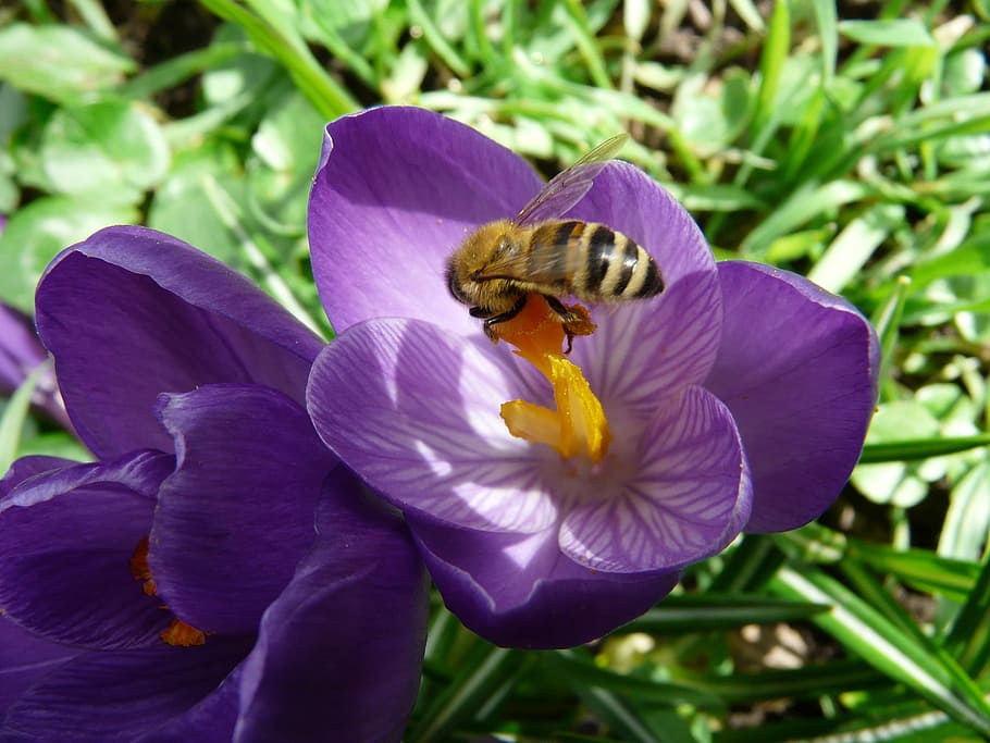 crocus, plant, garden, close, macro, flowers, spring, meadow HD wallpaper