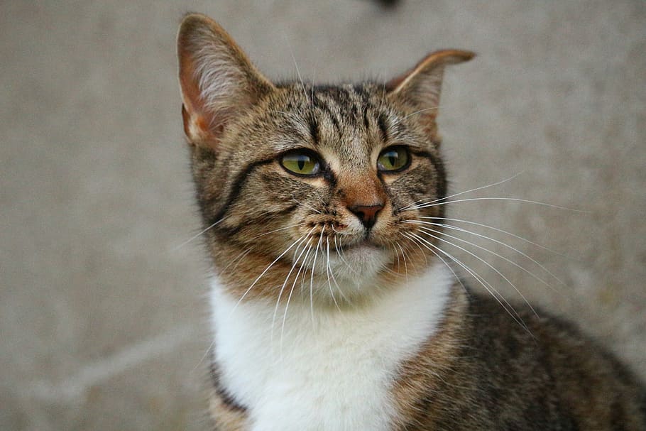 selective focus photography of brown cat looking left, mieze HD wallpaper