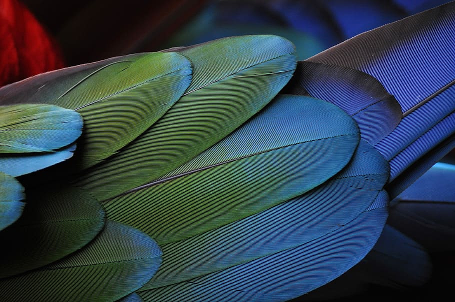 HD wallpaper: green and blue feathers, green and purple feathers