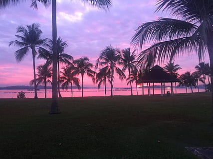 singapore, beach, sunrise, pasir ris, palm tree, plant, sky HD wallpaper