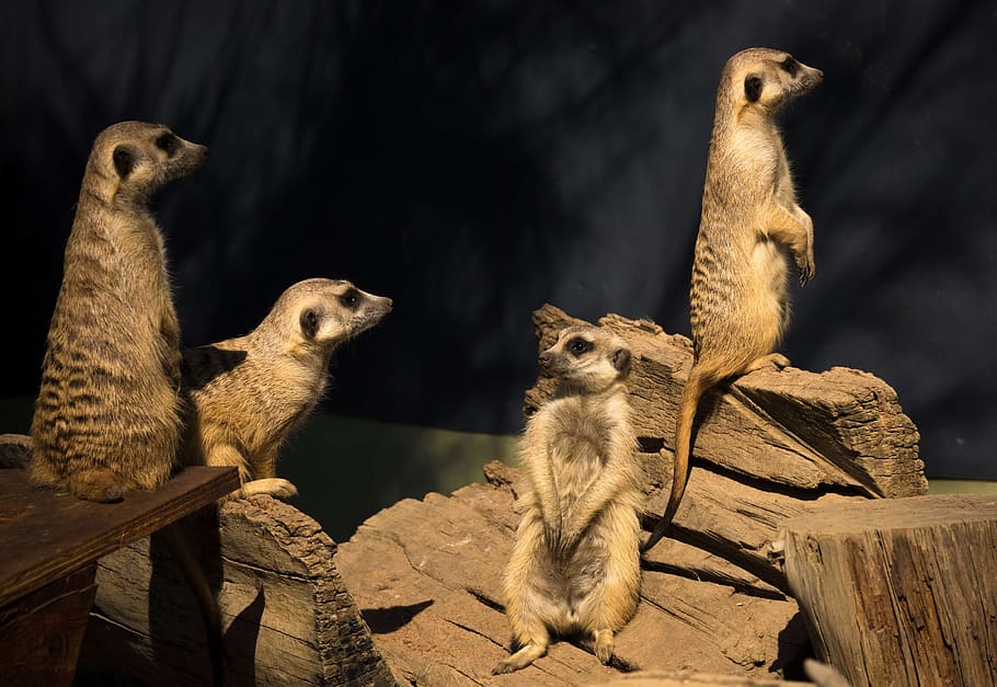 herd of brown meerkat, africa, curious, conservation, kalahari