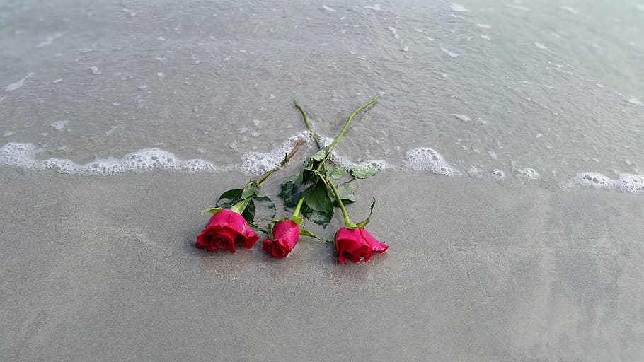 rose, red, beach, red roses, flower, love, romance, romantic HD wallpaper