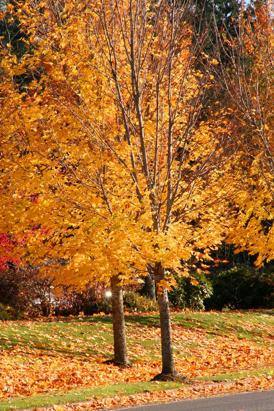 fall leaves, orange, trees, foliage, autumn, october, change HD wallpaper