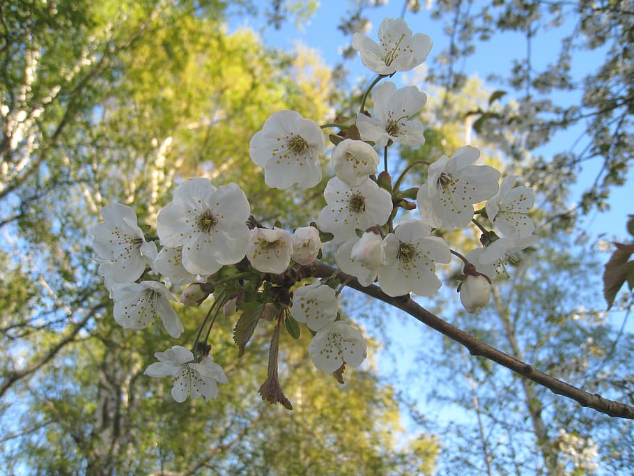 cherry blossom, branches, tree, sky blue, spring, colors, plant HD wallpaper