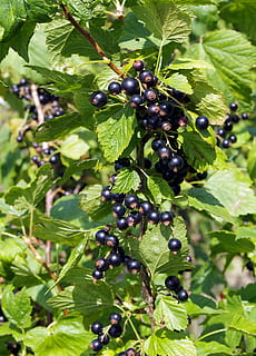 black currant, fruit, vitamins, jam, compote, natural, bush HD wallpaper