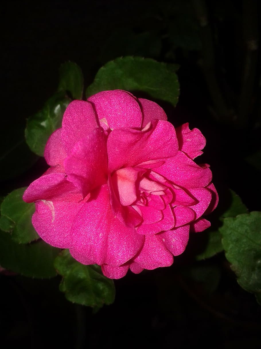 pink, spring flower, nature, plants, flowers, flowering plant HD wallpaper