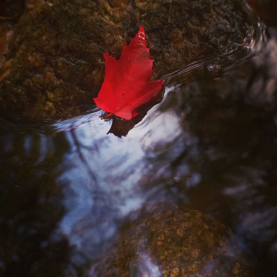 nature, river, red, leaf, macro, water, autumn, change, close-up HD wallpaper