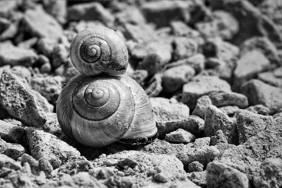 two snails grayscale photo, shell, snail shells, black and white HD wallpaper