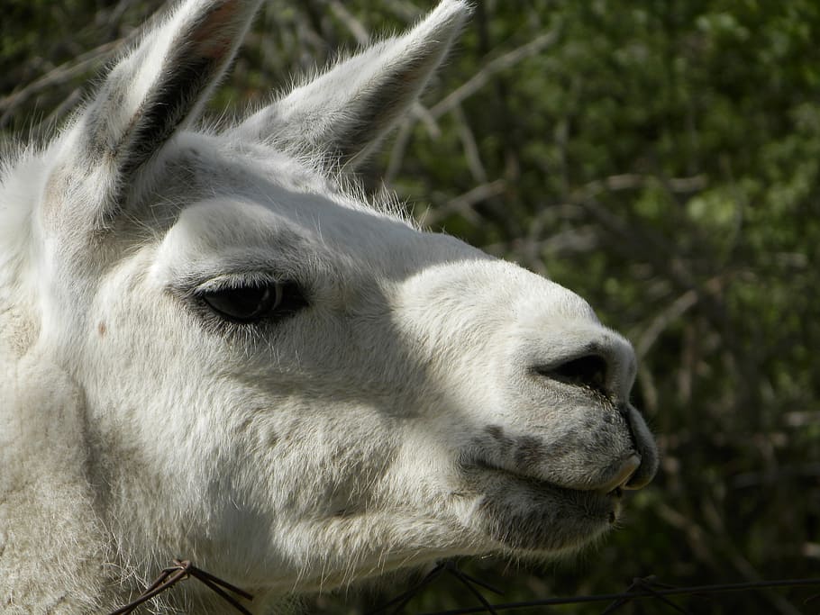 lama, white, zoo, animal, animal themes, one animal, mammal HD wallpaper