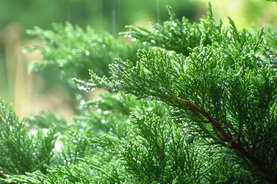 raindrops, foliage, green, plant, green color, growth, leaf HD wallpaper