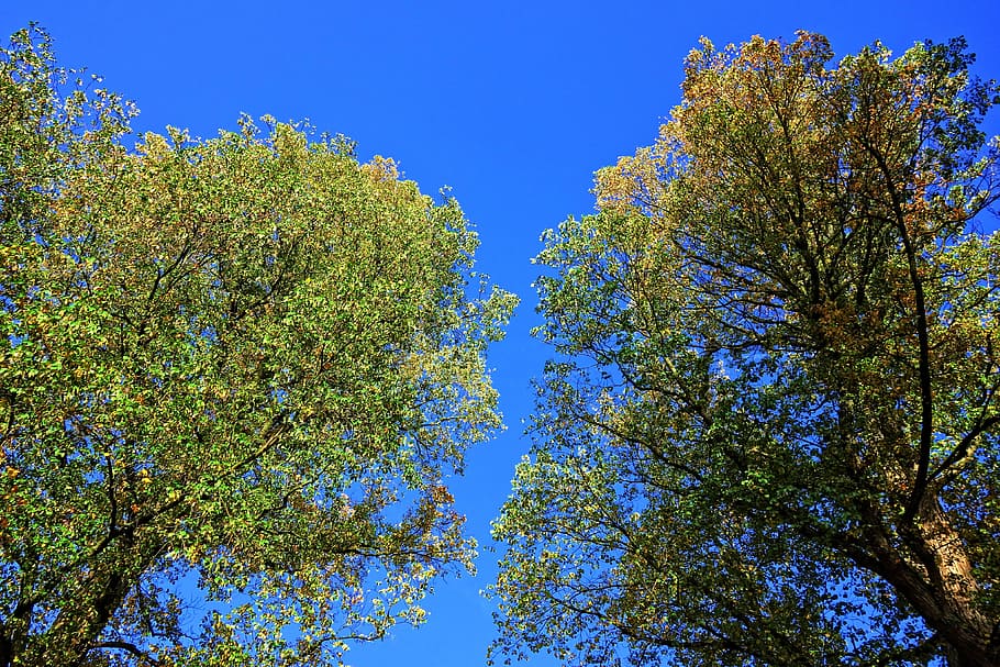 trees, treetops, foliage, leaves, blue sky, two treetops, plant HD wallpaper