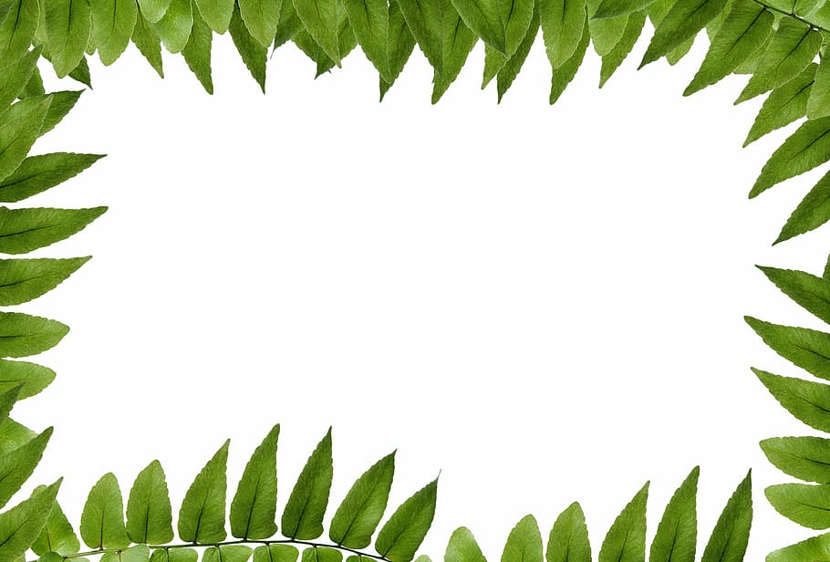 green leaves, leaf, polypody, frame, picture frame, ornament HD wallpaper