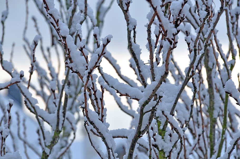 snow, forest, winter, winter forest, snowy, mood, snow landscape HD wallpaper