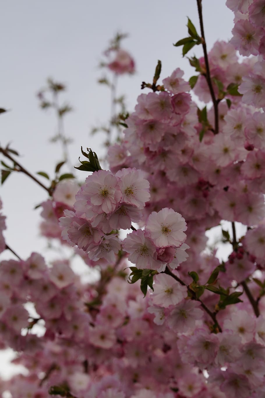 cherry blossom, bloom, spring, pink, tender, ornamental cherry HD wallpaper