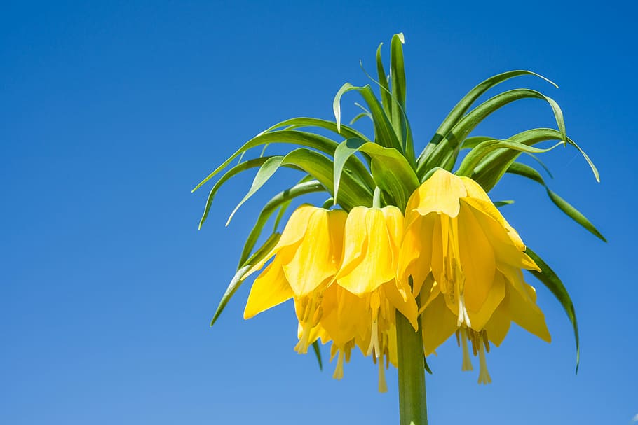 imperial crown, fritillaria imperialis, nature, leaf, plant, HD wallpaper