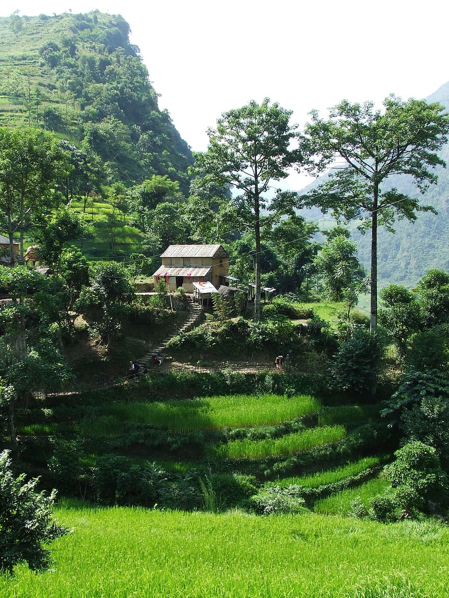 white 2-storey house in midst of trees, Nepal, Annapurna, Trekking, HD wallpaper