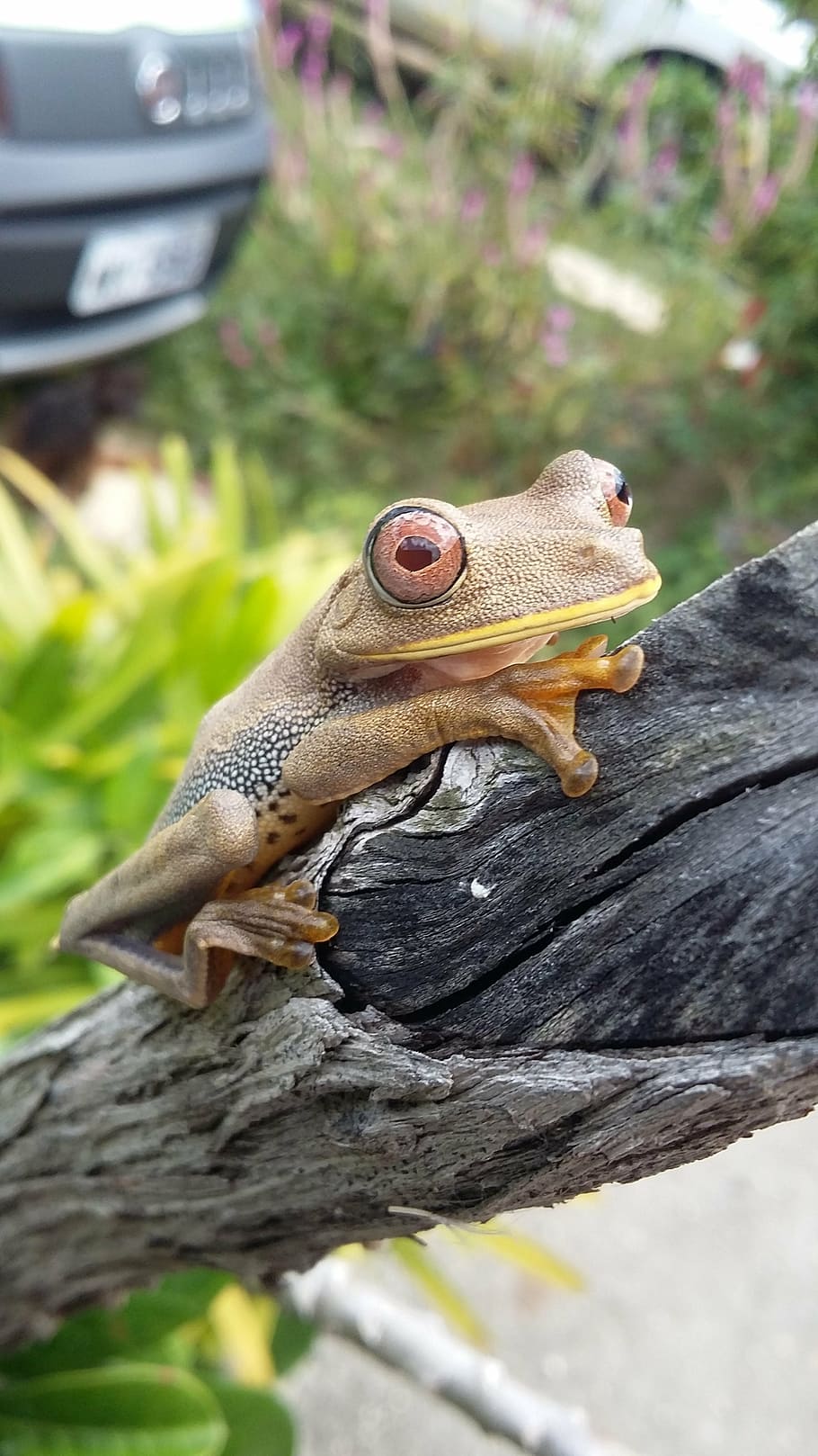 frog, sergipe, brazil, animals in the wild, animal themes, animal wildlife HD wallpaper