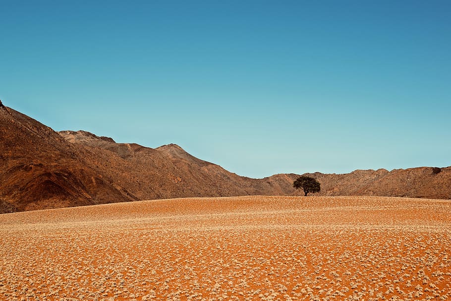 green tree on desert under clear skies, brown sand under blue sky HD wallpaper
