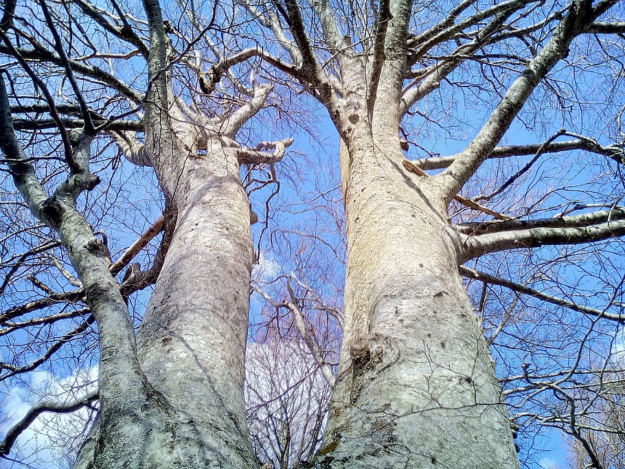 trees, trunks, sky, forest, nature, tree bark, branch, trunks of trees HD wallpaper