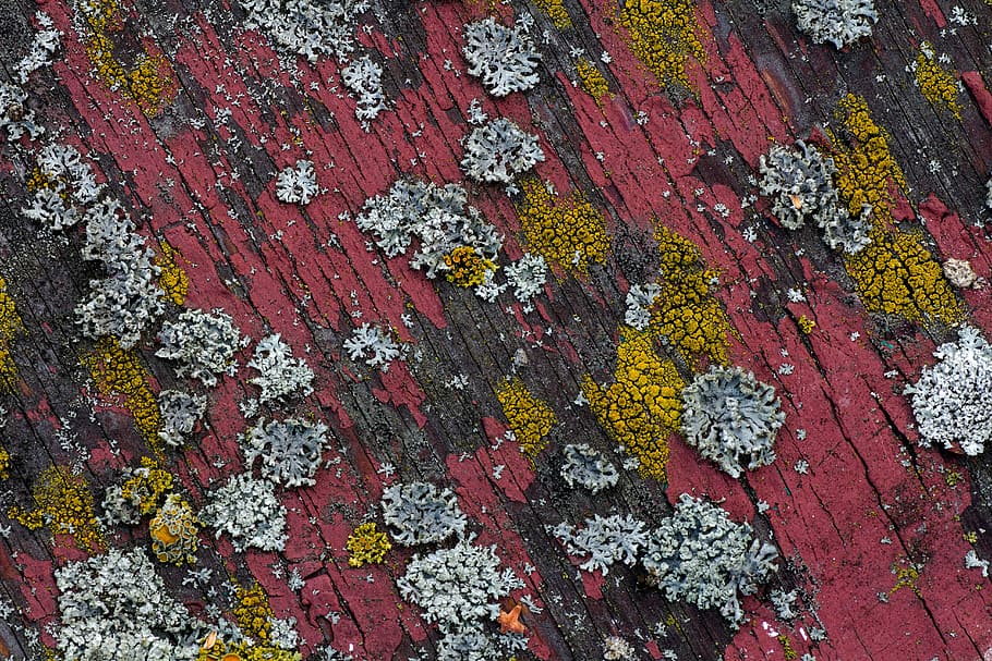 background, wood, old paint, texture, board, weave, no people HD wallpaper