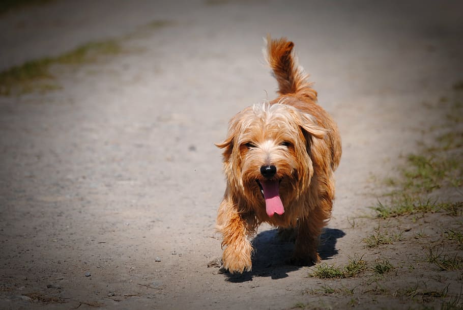 adult tan Norfolk terrier, dog, pet, small, hundeportrait, nature, HD wallpaper