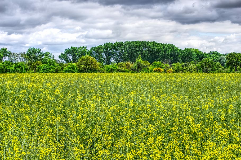 green grass near trees during daytime, meadow, flowers, flower meadow HD wallpaper