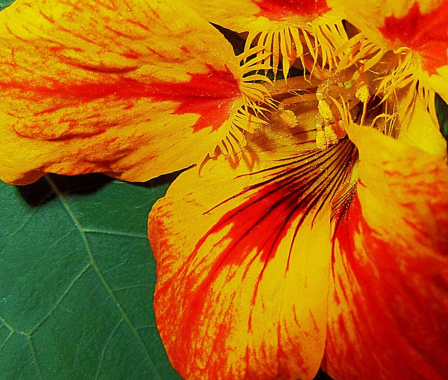 yellow, red, flower, pollen, close-up, macro, nature, garden HD wallpaper