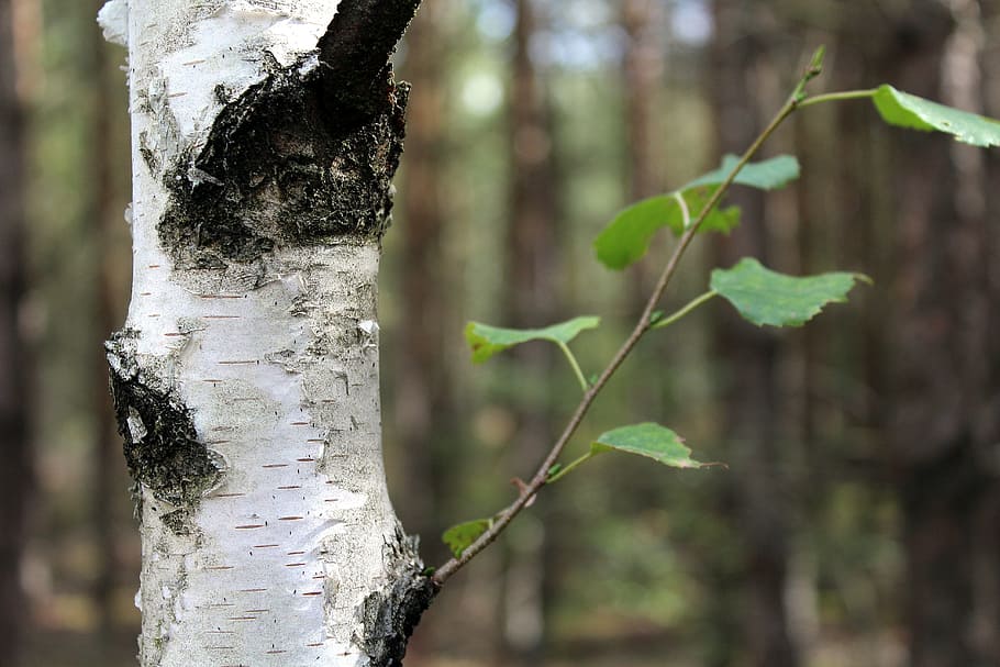 close-up photo of green leaf on tree, birch, forest, the bark HD wallpaper
