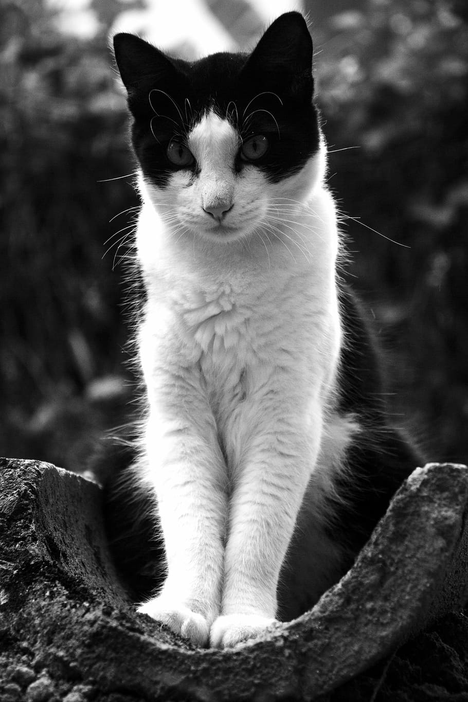 short-fur cat standing on U-shaped concrete pavement, pet, meaw HD wallpaper