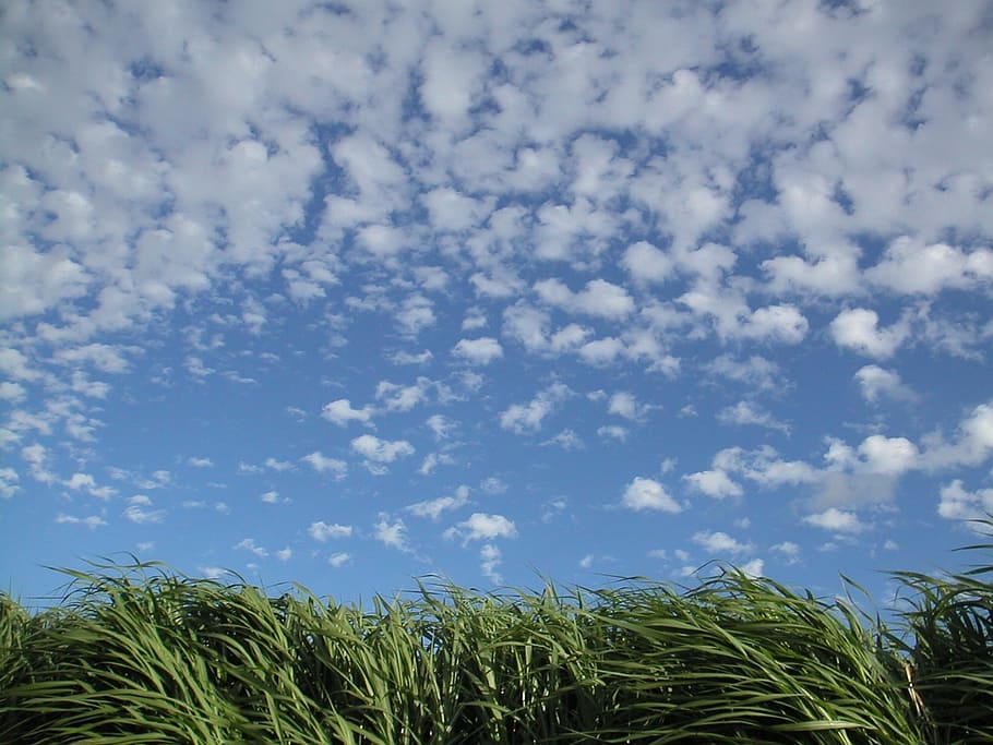 grass, clouds, summer, blue, sky, field, agriculture, scenic HD wallpaper