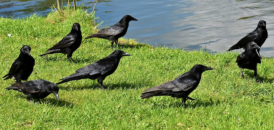 flock of ravens on grasses, crow, raven bird, black, nature, bill, HD wallpaper
