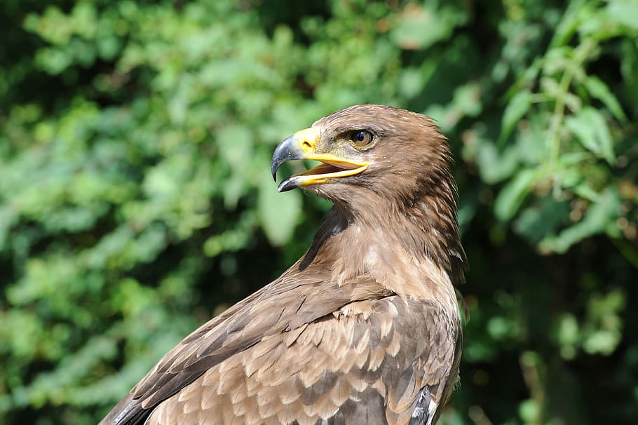 Adler, Raptor, Bird, Feather, bird of prey, animal, nature HD wallpaper