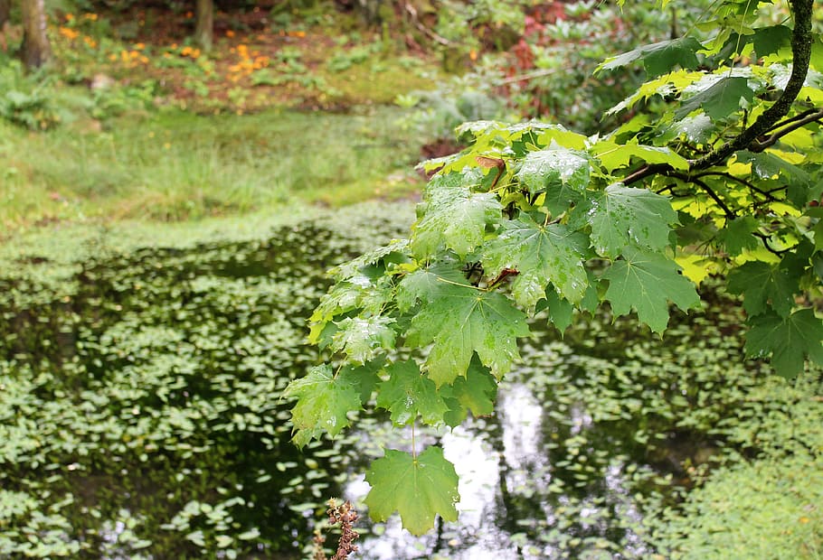 leaves, branch, wood, reflection, pond, water, summer, leaf HD wallpaper