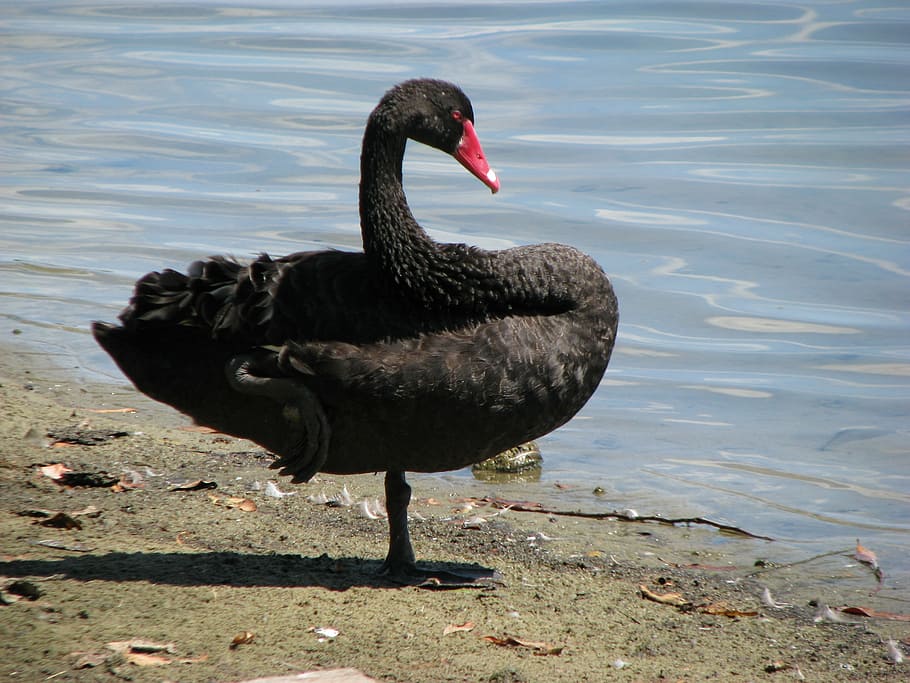 swan, black, bird, nature, animal, lake, water, black Color HD wallpaper
